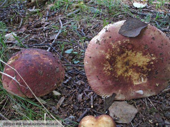 Russula faginea