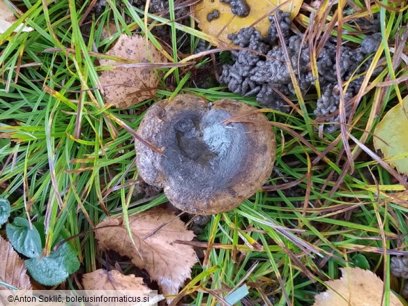 Lactarius necator