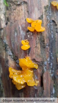 Dacrymyces chrysospermus