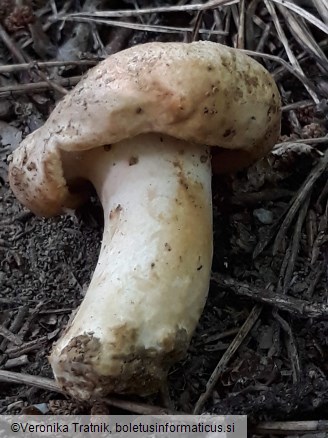 Lactarius glaucescens