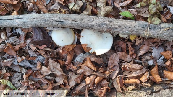 Hygrophorus discoxanthus