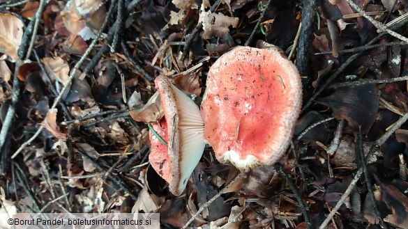 Russula emetica