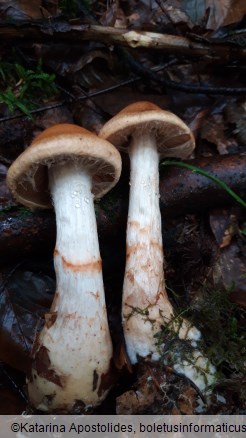 Cortinarius armillatus