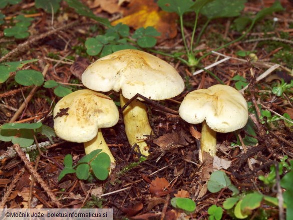 Tricholoma sulphureum