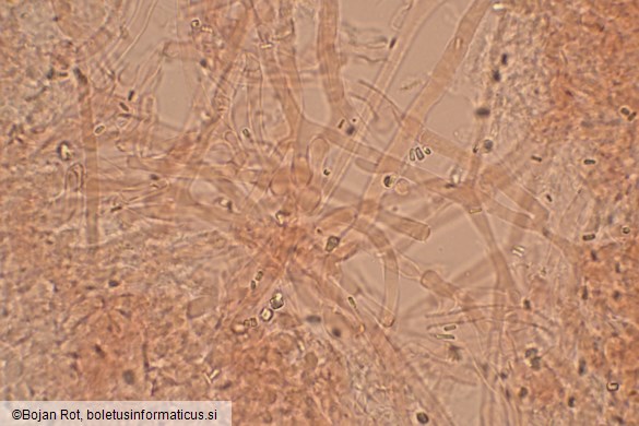 Byssomerulius corium