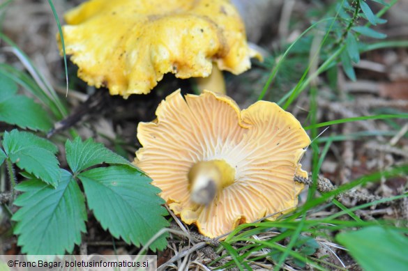 Cantharellus amethysteus