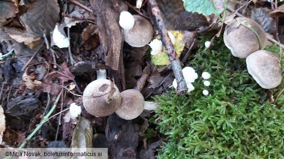 Tricholoma terreum