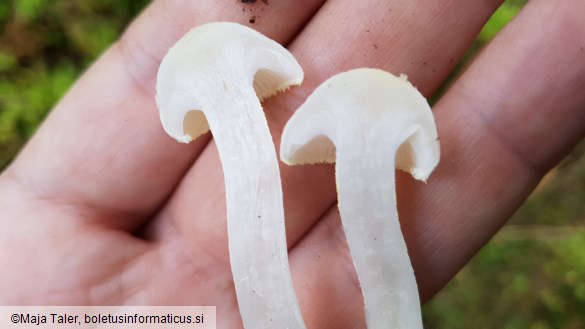 Hygrophorus chrysodon