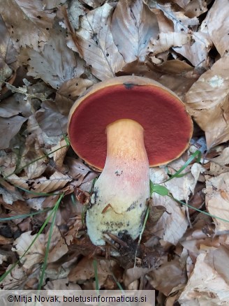 Neoboletus xanthopus