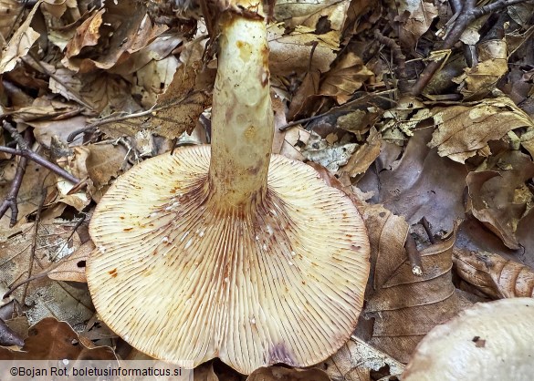 Lactarius luridus