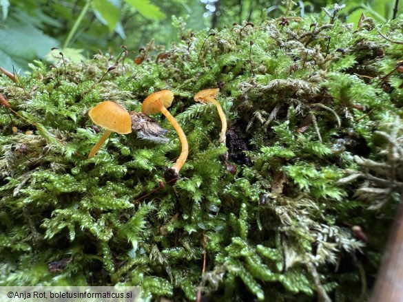 Rickenella fibula