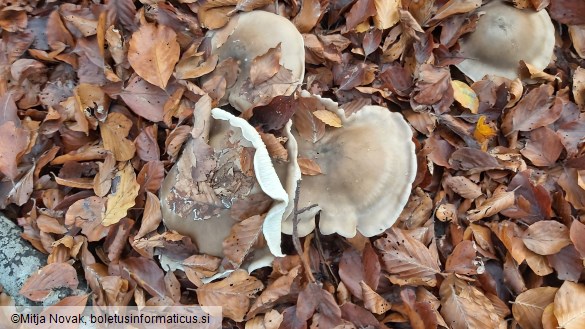 Tricholoma saponaceum