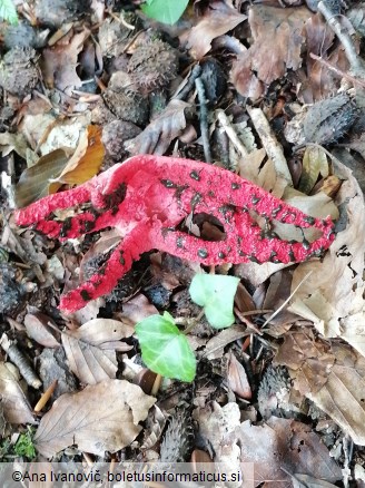 Clathrus archeri