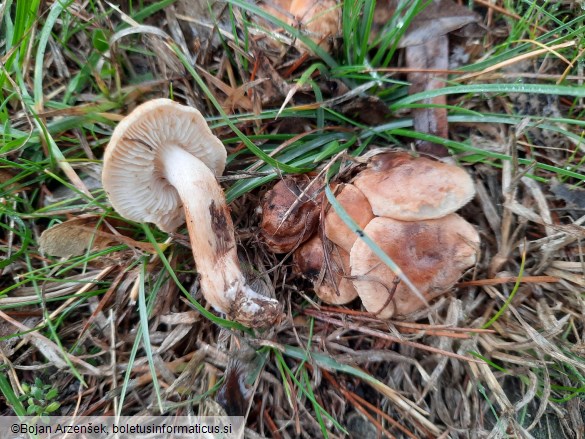 Tricholoma psammopus