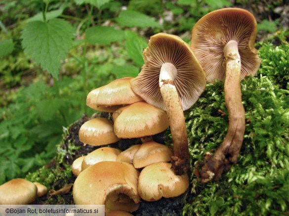 Kuehneromyces mutabilis