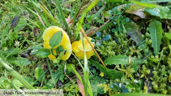 Hygrocybe ceracea