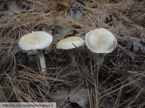 Cortinarius spilomeus