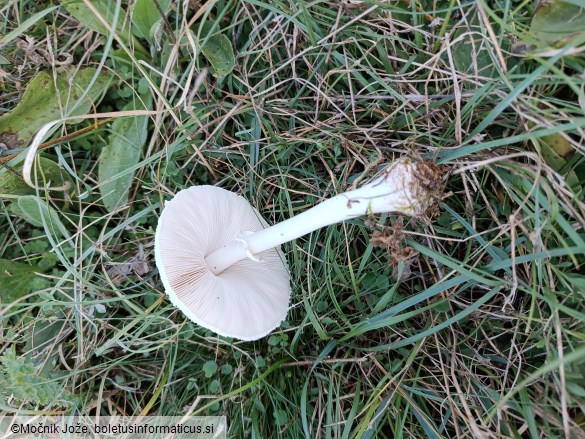 Lepiota erminea