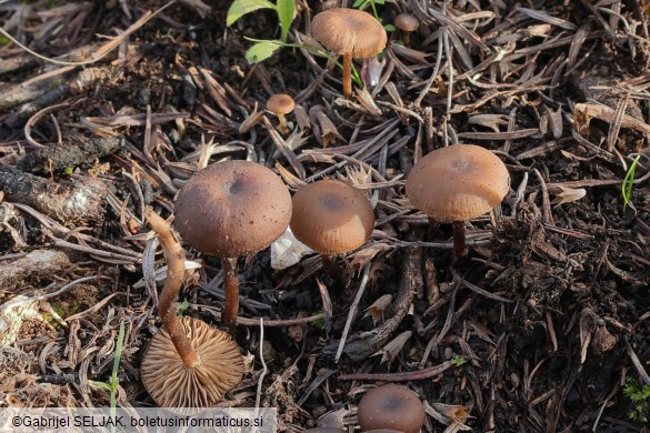 Tephrocybe atrata