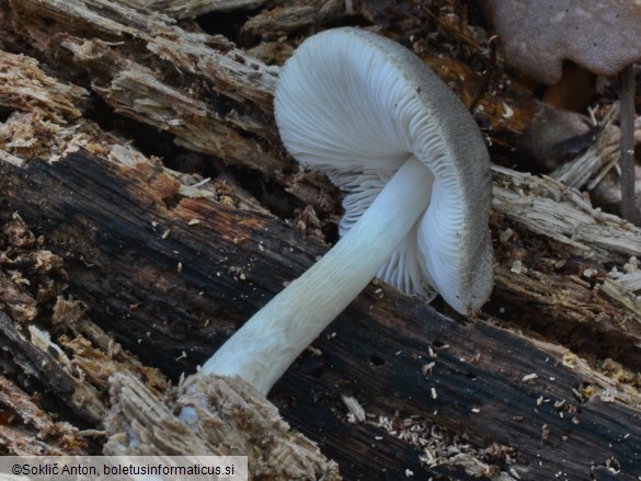 Pluteus salicinus