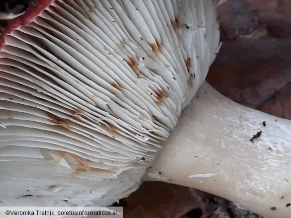 Russula paludosa