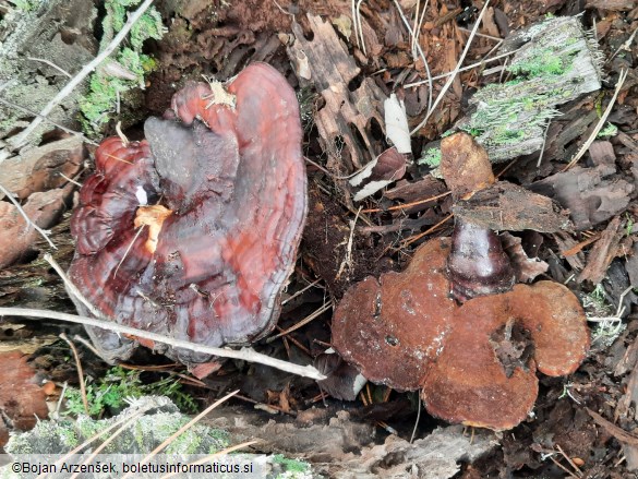 Ganoderma carnosum