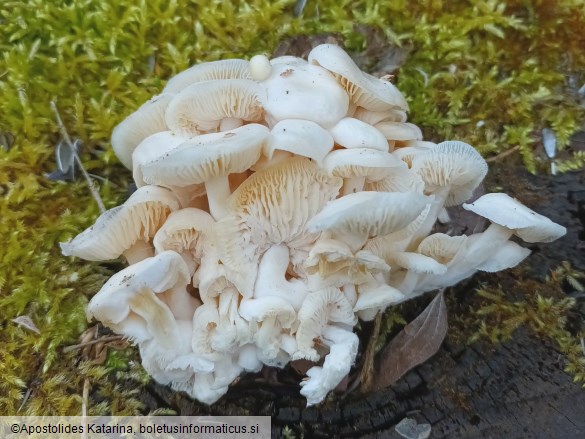 Flammulina filiformis