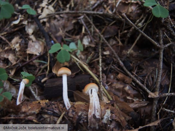 Pholiota subochracea