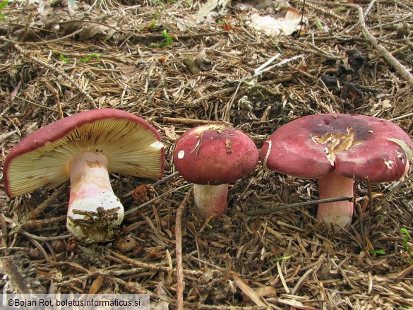 Russula xerampelina