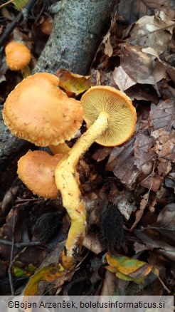 Pholiota flammans