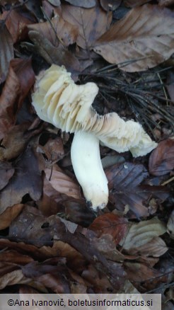 Tricholoma portentosum