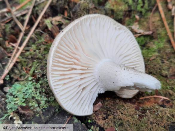 Hygrophorus agathosmus