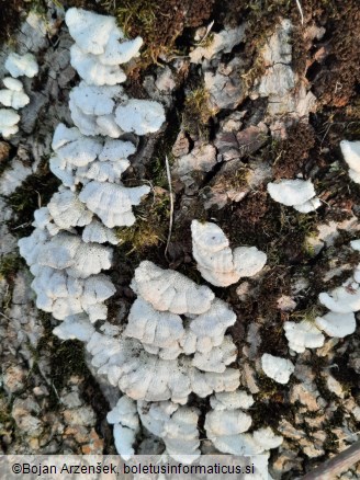 Schizophyllum commune