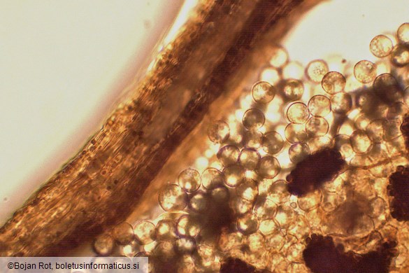 Cribraria oregana