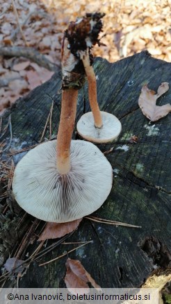 Hypholoma sublateritium