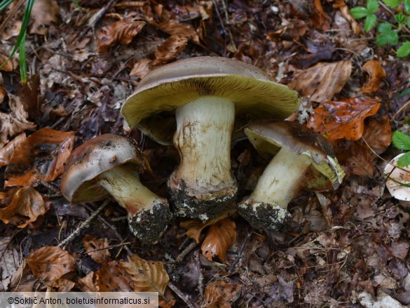 Cortinarius cupreorufus