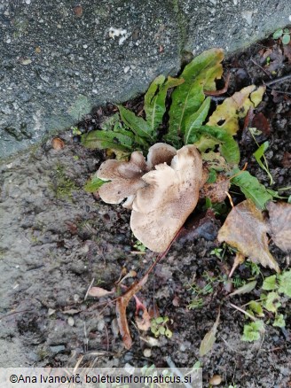 Tricholoma scalpturatum