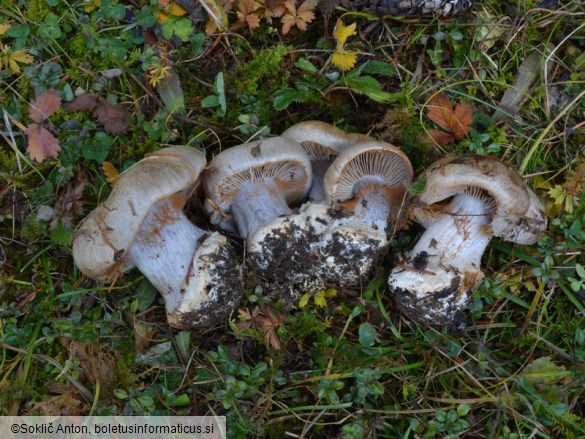 Cortinarius aurantiobasalis