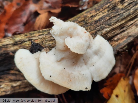 Spongipellis pachyodon