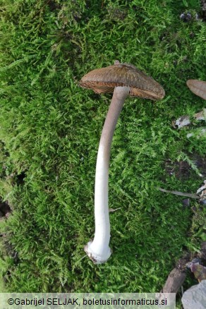 Inocybe asterospora