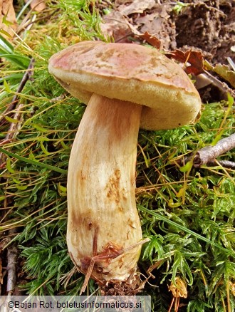 Hortiboletus bubalinus