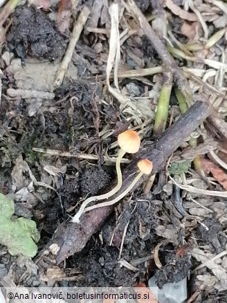 Mycena acicula