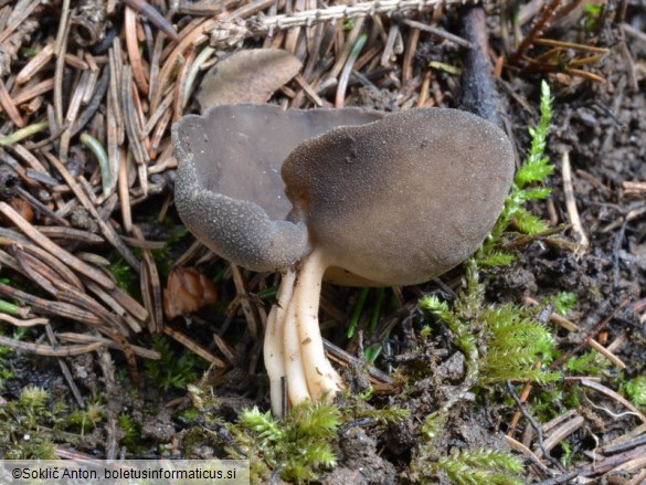 Helvella queletii