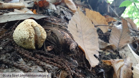 Scleroderma citrinum