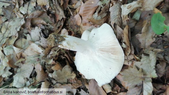 Russula heterophylla