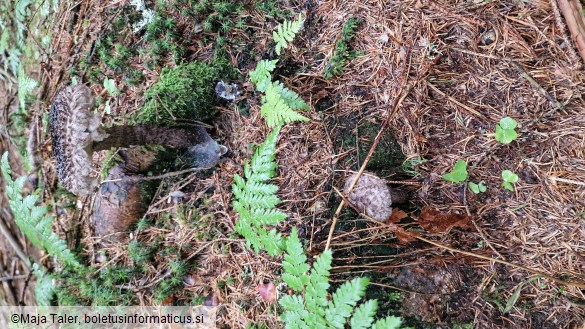 Strobilomyces strobilaceus