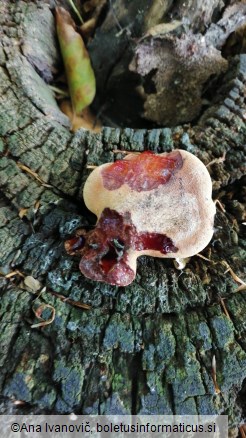 Fistulina hepatica