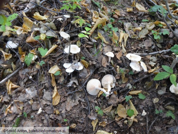 Hygrophorus hedrychii