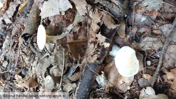 Clitocybe candicans