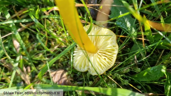 Hygrocybe ceracea